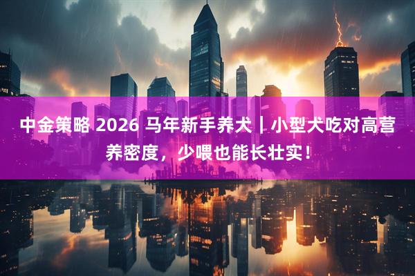 中金策略 2026 马年新手养犬｜小型犬吃对高营养密度，少喂也能长壮实！